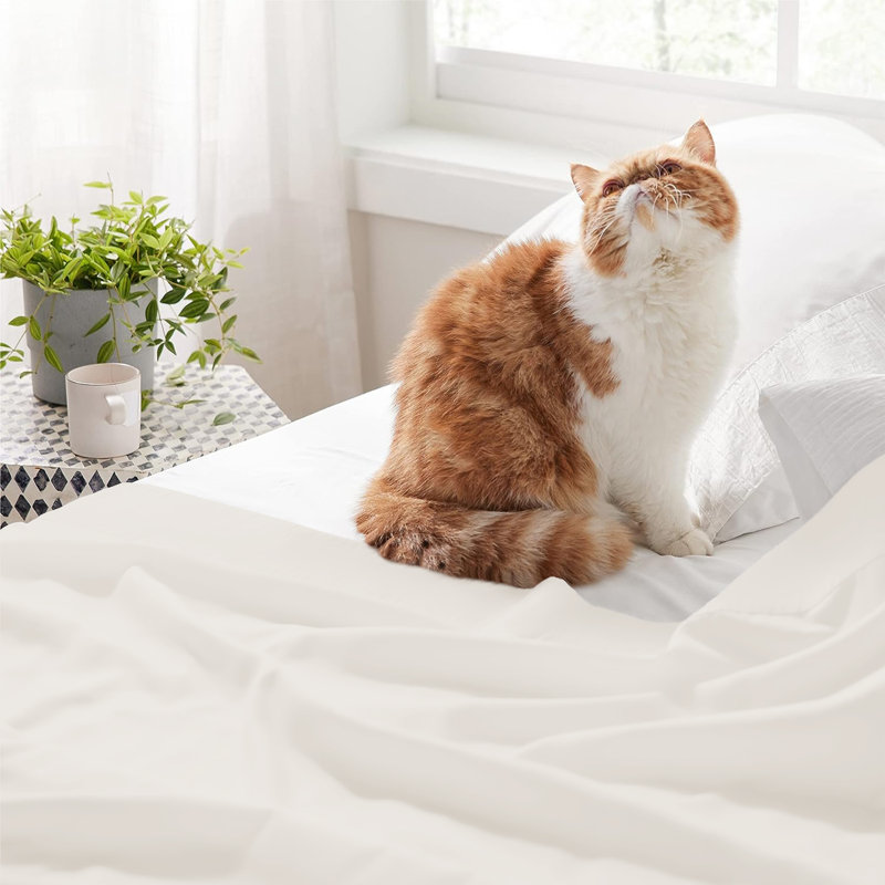 Nycolas 100% Cotton Flat Sheet, Kingsize (5'), Cream