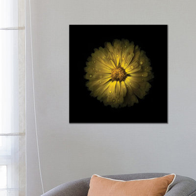 Yellow Daisy Mum by Brian Carson - Wrapped Canvas Print
