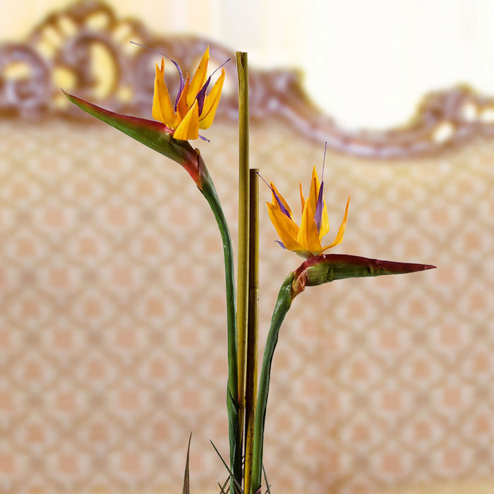 Paradise Arrangement