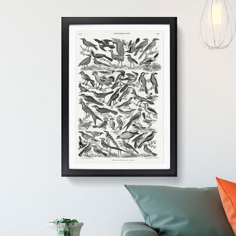 Ornithology the Study of Birds LXXIX by Oliver Goldsmith - Picture Frame Drawing Print, 36cm H x 27cm W x 2cm D, Black Framed