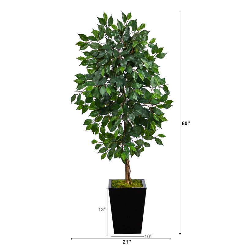 Faux Ficus Tree in Clay Planter, Black, 60" H x 21" W x 19" D