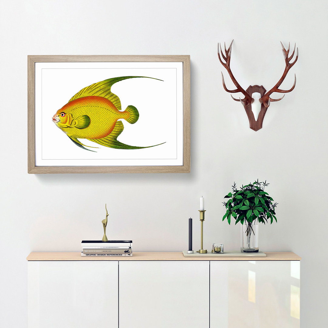 Golden Butterflyfish by George Shaw - Framed Print