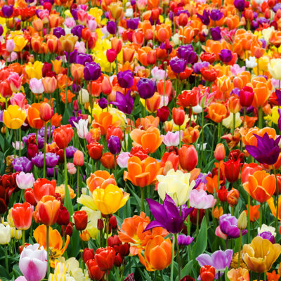 Lakhveer " Colorful Tulips In A Flowerbed In Springtime, Netherlands " by Sabine Hortebusch