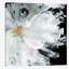 «Peony», reproduction sur toile-74381984-74381979-29686240