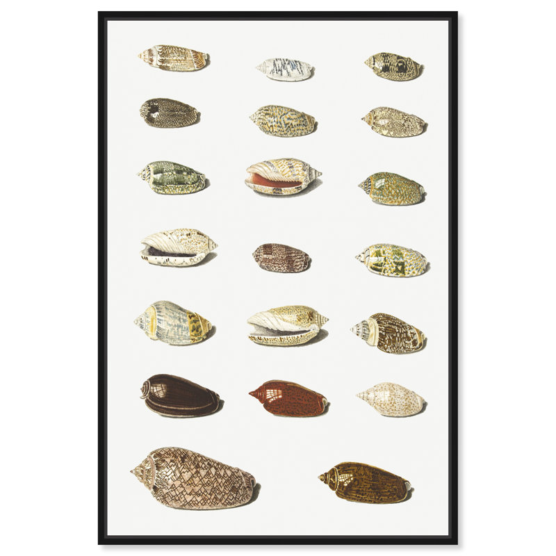 «Twenty Tropical Shells», impression sur toile, Cadre noir, H 24 po x l 16 po x P 1,5 po