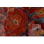 Hand-Painted Canvas Print Pearls And Roses