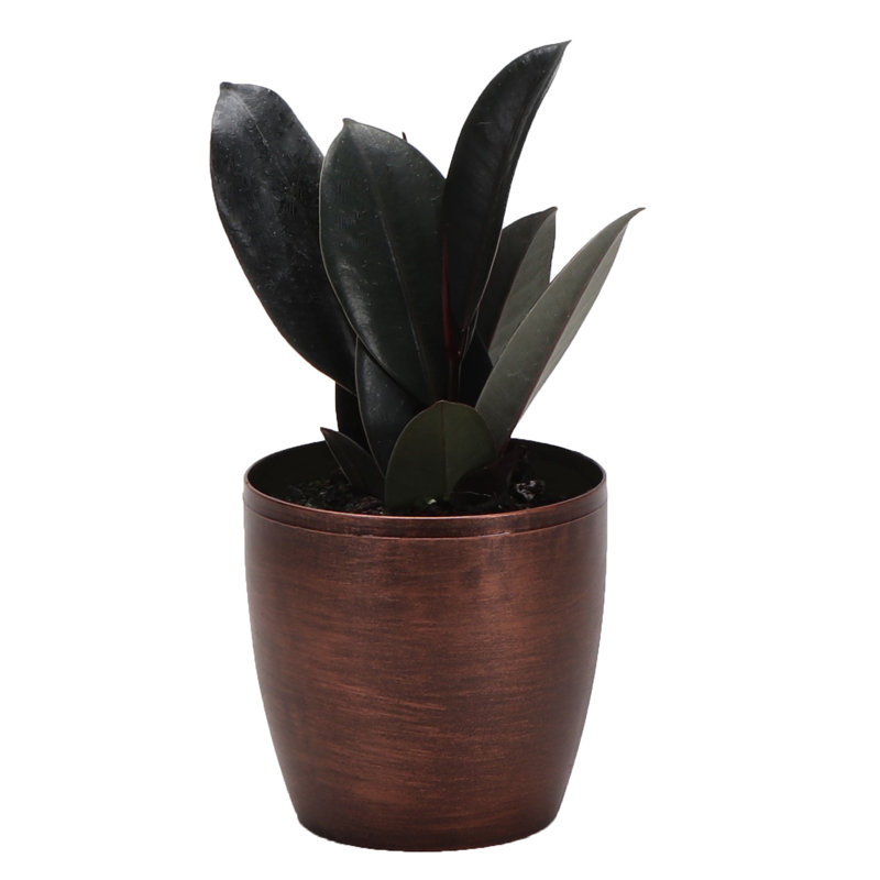 Live Burgundy Rubber Plant in Classic Pot, Copper