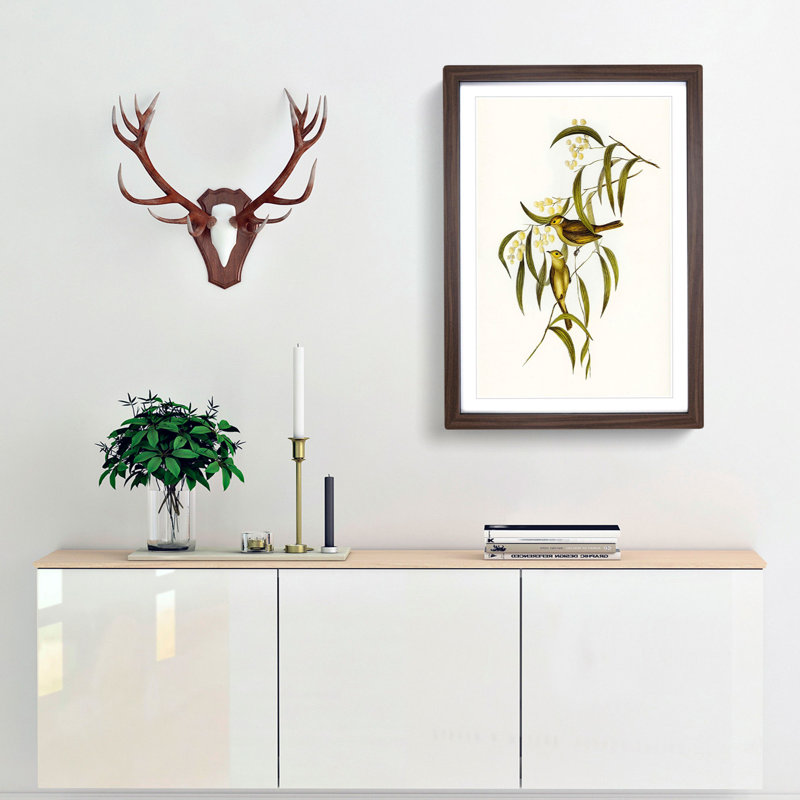 White-Blumed Honeyeater by Elizabeth Gould - Framed Print, 65cm H x 48cm W x 2cm D, Walnut Framed