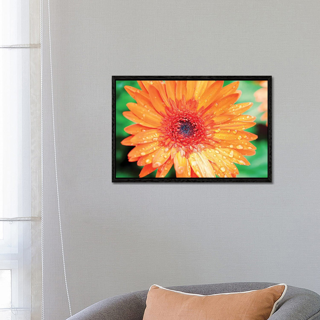 Orange Gerbera von Susan Bryant - Galerie-verpackte Leinwand Giclée auf Leinwand