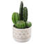 Succulent en pot