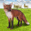 Statue européen fox