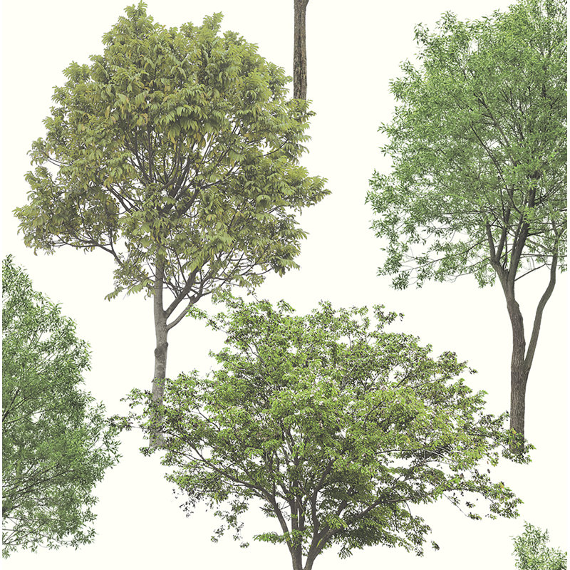 Rouleau de papier peint photographique 33 pi x 20,5 po Essentials Tree Tops, Vert