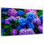 Jardin d'hortensias-1625770675