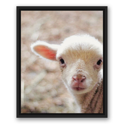 " Baby Lamb "