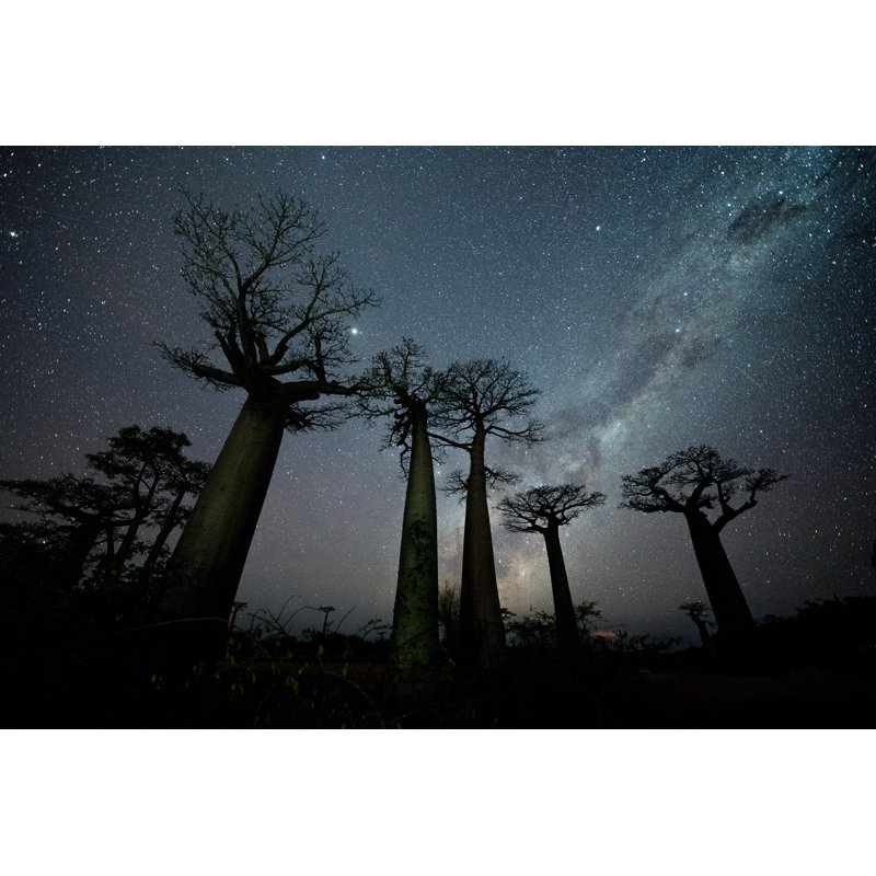 Avenue Of The Baobabs by Mantaphoto - Wrapped Canvas Print, 81cm H x 122cm W