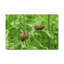 «Slug Couple Slug Couple», reproduction d'art mural-1139393233