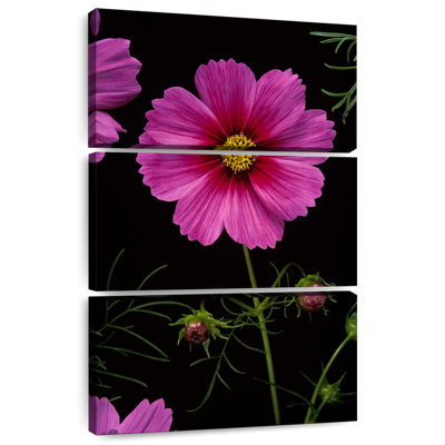 Harnek Garden Cosmos Flowers