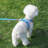 No Pull Dog Harness and Leash Set, Step in Adjustable Dog Harness with Padded Vest for All Weather, Dog Leash with Soft Padded Handle, Easy to Put on Small and Medium Dogs Pure Blue-orange M