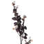 Jet d'eucalyptus-1037776853