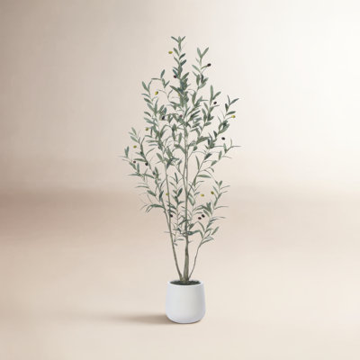 George Olive Tree in Pot