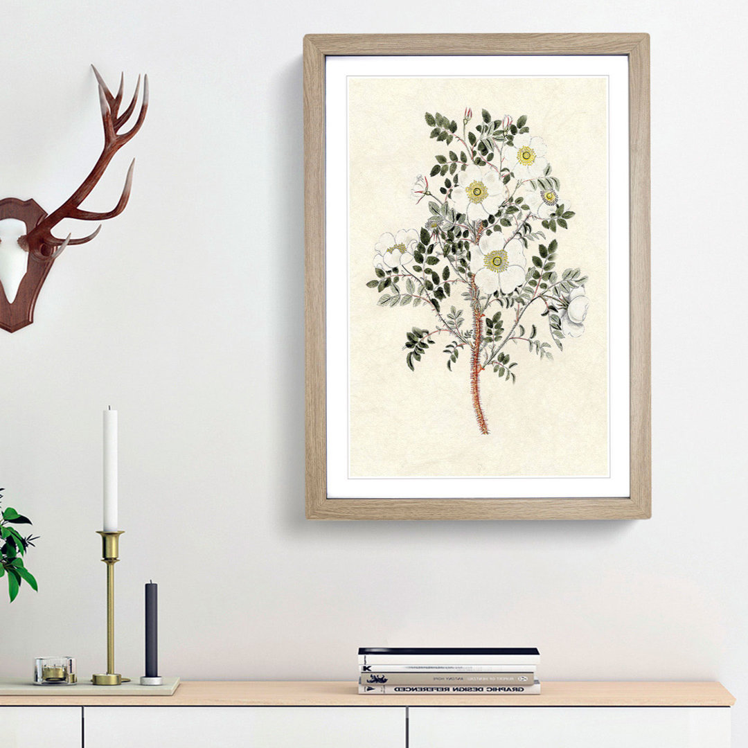 Burnet Rose Flower Illustration - Framed Print