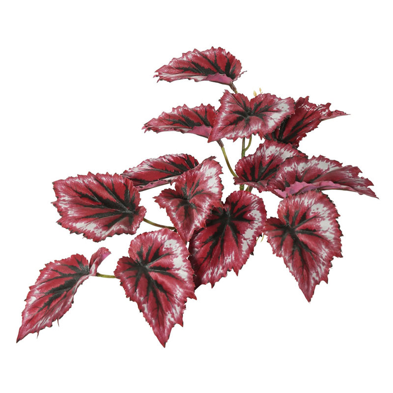 Bégonia