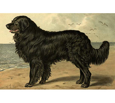 Newfoundland by Vero Shaw - Unframed Print