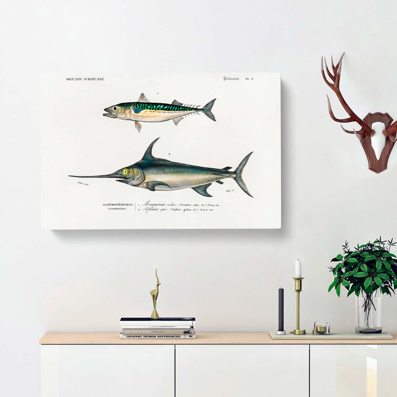 Fish Illustrations PL.9 by Charles D Orbigny - Wrapped Canvas, 35cm H x 50cm W x 3cm D