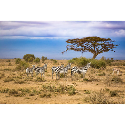 Zebra In The Africa by ASMR - No Frame Print on Canvas