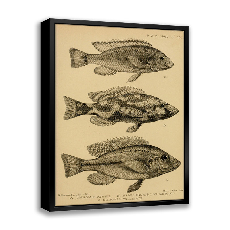 " Various Fish " by Stanley Print House, 22" W x 28" H