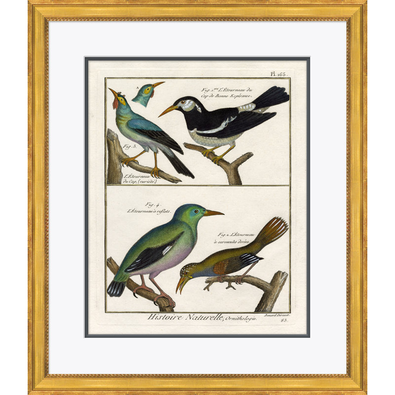 18th Century Parakeet Engravings Giclee Print by Soicher Marin Archives