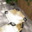 Outdoor Lounge Chair, 4 Position Adjustable Backrest, Folding, Cushioned W/ Sun Shade Roof & Pillow, Cream White-431131414