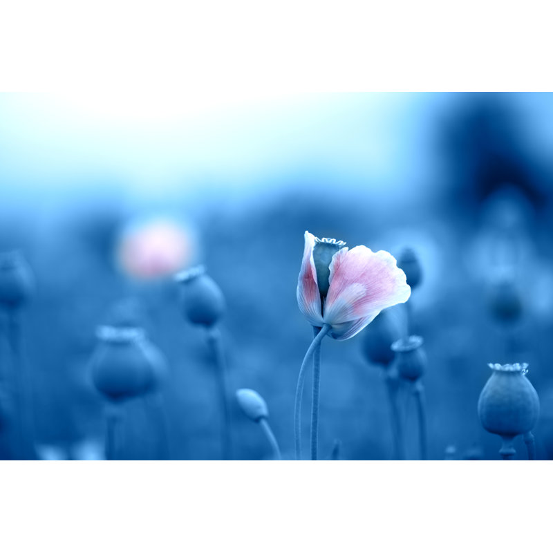 Poppy Flower In A Huge Field. by Liliya Gilmutdinova - Wrapped Canvas Print, 30.48cm x 45.72cm