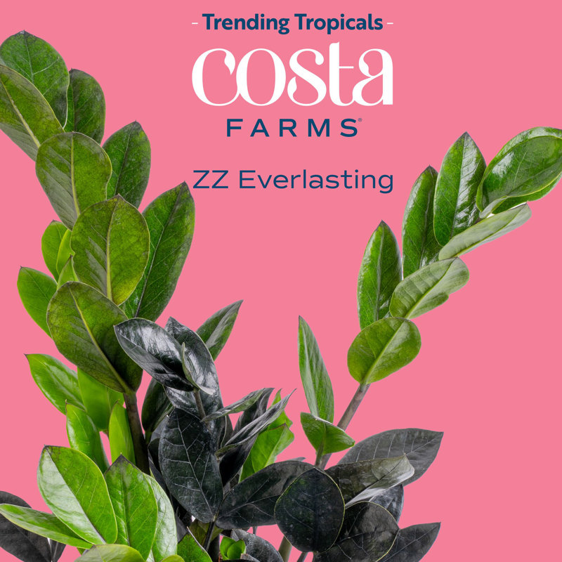 Raven ZZ Plant in Planter