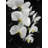 Beautiful Orchids - Black Canvas Flower Decor for Home