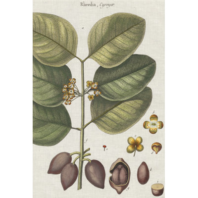 Exotic Botanique II - Graphic Art