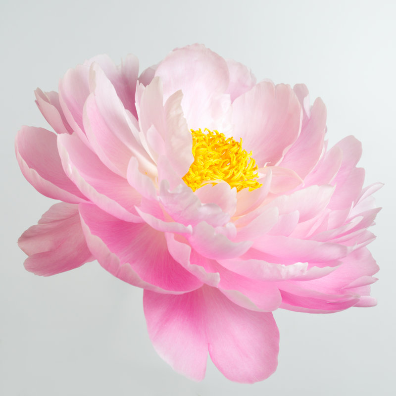 Fleur de pivoine rose Miltrud, H 20 po x l 20 po