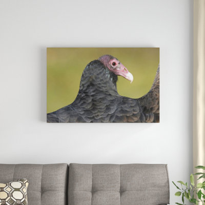 " Turkey Vulture "