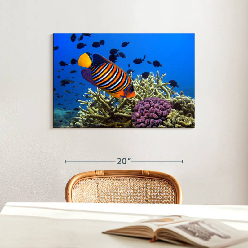 Brampt Royal Angelfish, 16" H x 24" W