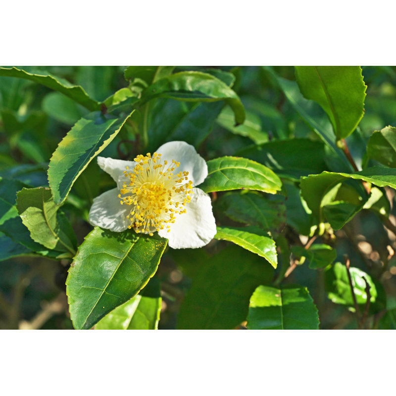 Colesburg Camellia Sinensis - Wrapped Canvas Print, 51cm H x 76cm W x 3.8cm D