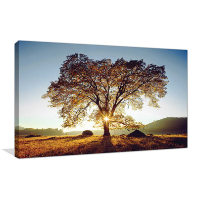 " Black Oak Sunset " by Danita Delimont