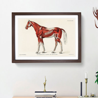 Anatomy Of A Horse - Single Picture Frame Painting