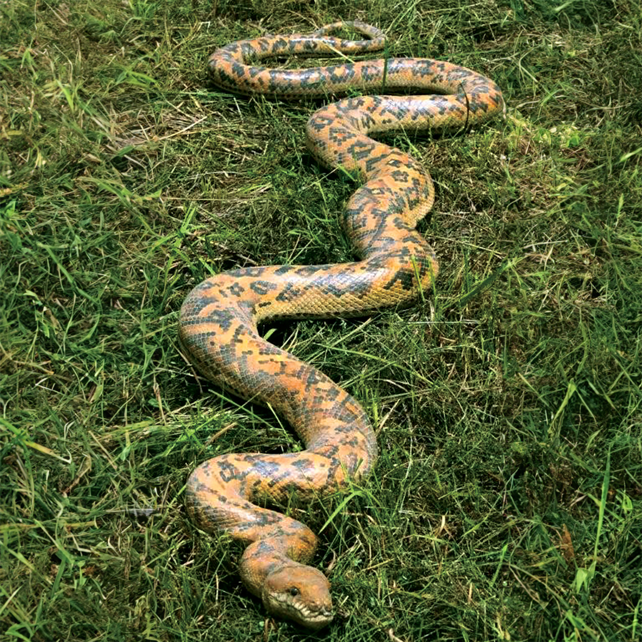 Design Toscano Statue de serpent burmese python Giant - Wayfair Canada