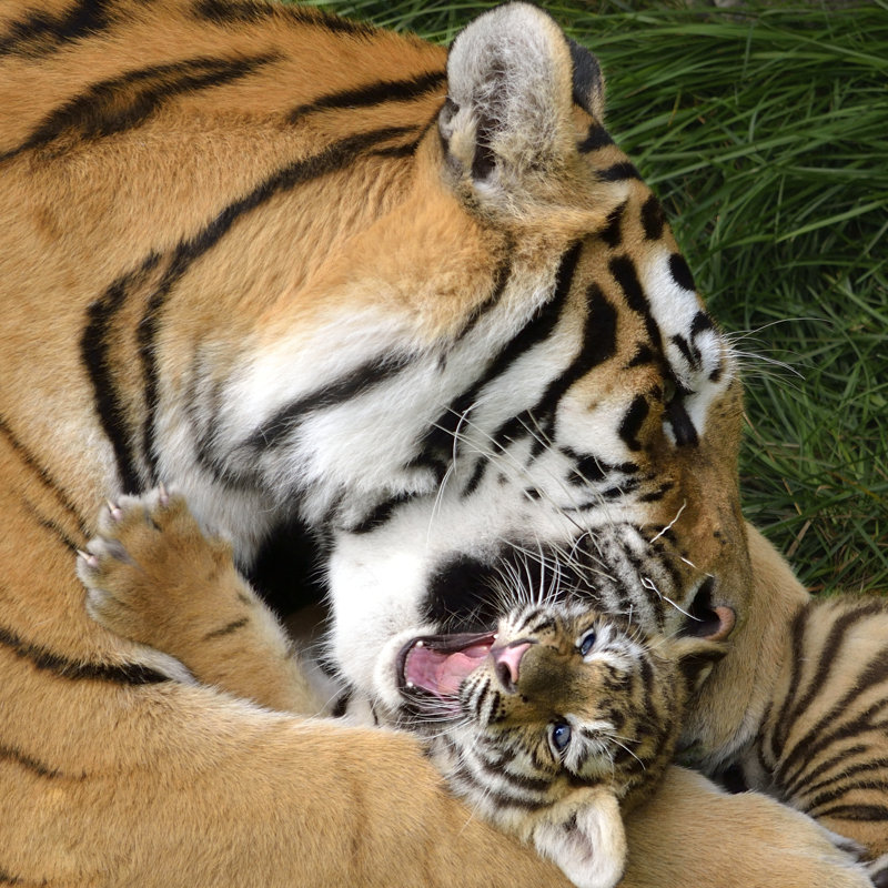 Tiger - Wrapped Canvas Print, 30cm H x 30cm W x 3.8cm D