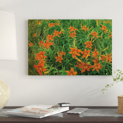 «Orange Daylily Growing in Meadow, North America», reproduction de photo sur toile