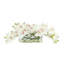 Orchids Arranged in Oval Glass Vase with Curly Willow