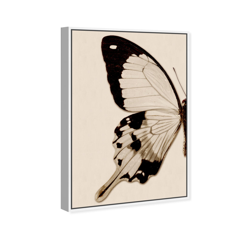 Animaux, papillon sépia I, insectes - Impression sur toile, H 30 po x l 20 po, Toile blanche encadrée