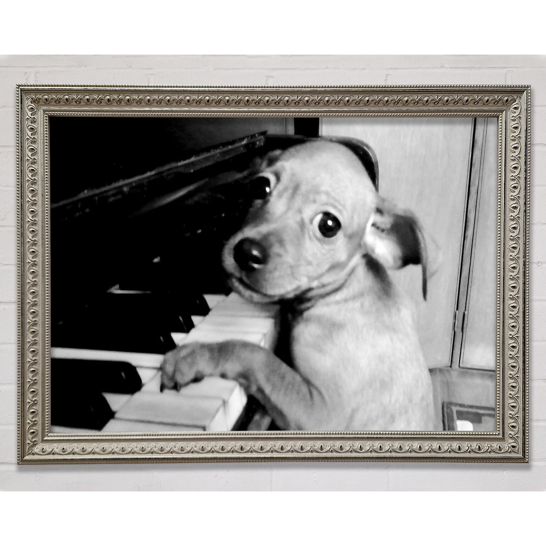 Piano Pup Gerahmter Druck