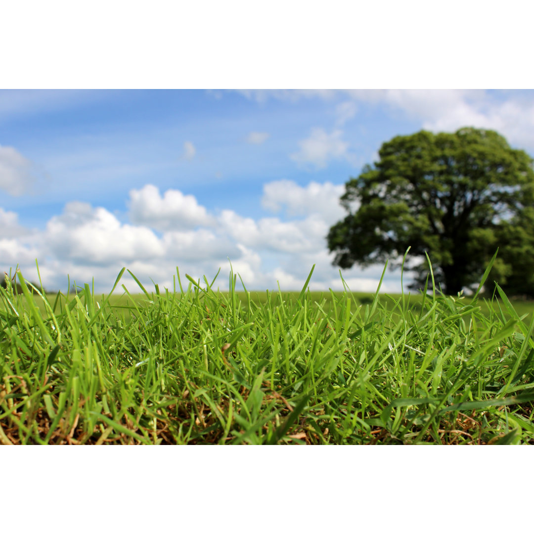 Close-up Blades Of Grass, Green Field, With Sky And Tree by Mtreasure - No Frame Print on Canvas