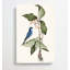 Blue Linnet Bird by Mark Catesby - Wrapped Canvas Painting-55315145